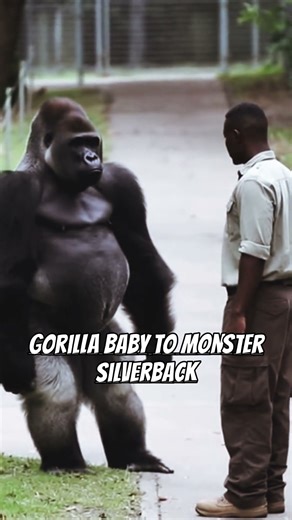 Gorilla From Baby to monster silverback🦍