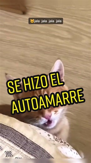 este gatito se hizo el autoamarre #🤣 #jalajalaquebuenaesta😂😂 #gatitos #parejas #autoamarre #soloeshumor video encontrado pero este audio le quedó genial