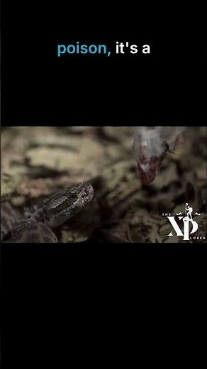 Rattlesnakes Documentary: Nature’s Deadliest Ambush Revealed! #shorts