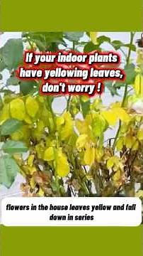 Indoor Plants Turning Yellow? This Is the Real Reason! #short