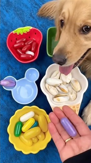 🐶 Doggo Beats Everyone at This Color Sorting Game! 😲🌈 | Can You Keep Up? #shorts