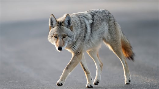 Coyote mating season begins, prompts safety warnings from Connecticut environmental officials
