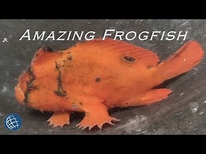 Amazing Abilities of Philippine Frogfish | Documentary