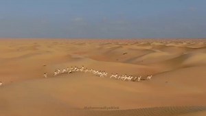 1.3K views · 37 reactions | Whether you’re making a quick stopover or embarking on a longer getaway, a trip to the Dubai Desert Conservation Reserve guarantees an epic voyage to remember! We will see you soon… #StaySafe #VisitDubai  by IG/mohammedeyeblink | Visit Dubai | Facebook