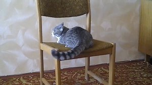 15K views · 541 reactions | OMG! Kitty gymnastics!     Thanks furr watching! <3 Like us for more! | Like if you Love Cat Things | Facebook