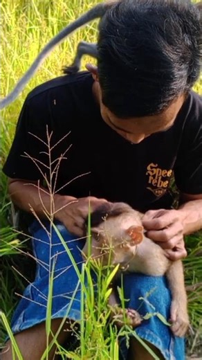 adventure with monkey pino #monkey #shorts