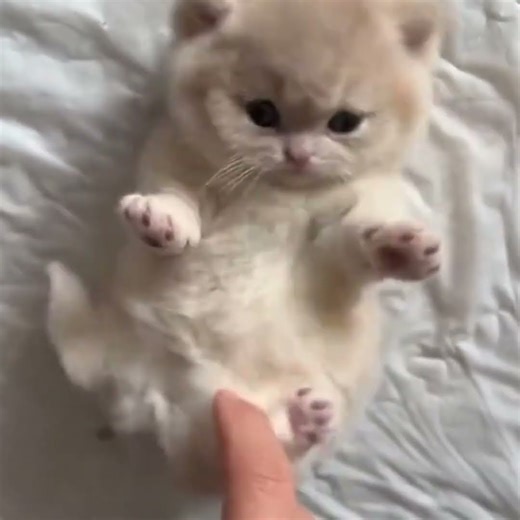 What happens when you have to wake a sleeping kitten?