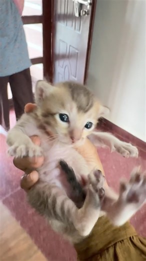 Baby cat meowing #cat #funnycatches #cute #cutecats #kitten