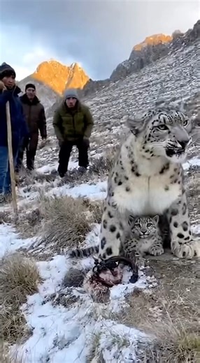 “Rare Snow Leopard Rescued in Kyrgyzstan Mountains 🐆❄️ | Emotional Moment”
