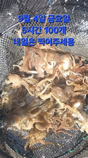 9월 4일 금요일 바람이 불어도 우리는 #안면도배낚시 #주꾸미낚시