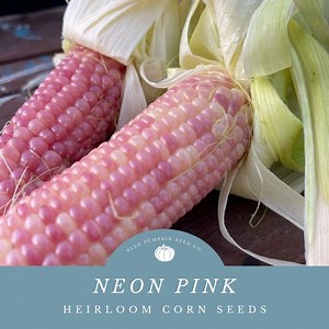 Neon Pink Corn (heirloom/op) Seeds: Pink Corn, Pink Popping Corn, Ornamental Corn, Decorative Corn, Heirloom Corn Seeds, Non Gmo Seeds - Etsy
