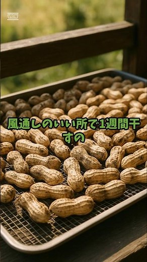 【保存版】土付き生落花生を香ばしく！荒塩で炒るだけの絶品ピーナッツレシピ✨#落花生 #ピーナッツ #塩炒り #キッチン雑学 #節約姉妹 #家庭菜園 #荒塩 #再利用 #ai #aiアニメ