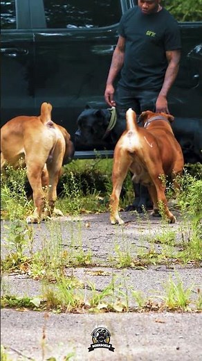 Cane Corso Steps Into Boerboel Territory