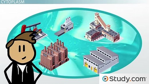 Animal Cell Overview, Diagram & Function