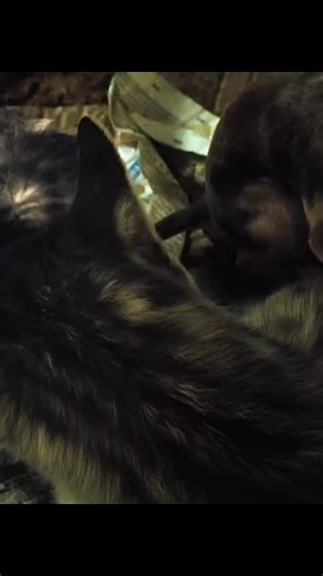 A Dog's Journey Home: Heartwarming Animal Adventure