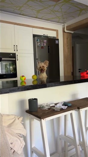Jack Russell Dog Jumps Repeatedly While Playing in a Kitchen