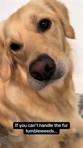 Golden Retriever Fur: A Fun Reality of Ownership