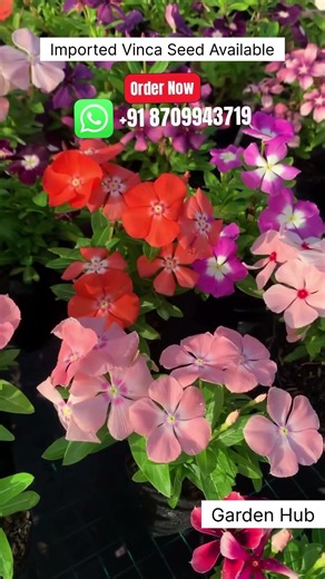 Rare Imported Vinca Flower Seed Online Shopping 🛍️ #vinca #flowers #plants #garden