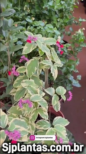 Tipos de plantas