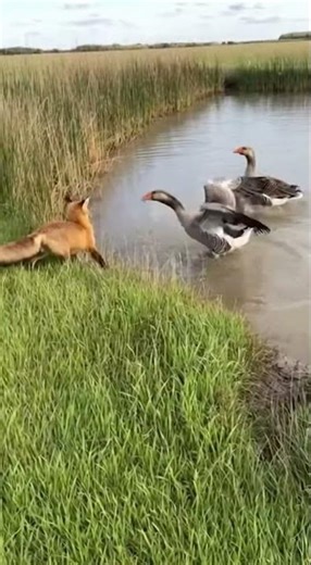 He Risked Everything to Protect His Partner! 🦢🛡️