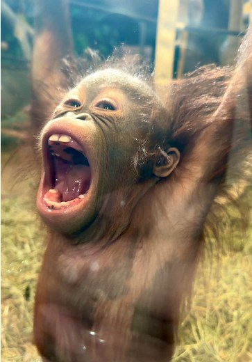 Midweek Mood at Hogle Zoo