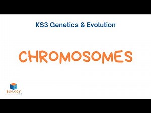 Chromosomes (KS3 Biology - Genetics & Evolution #3)