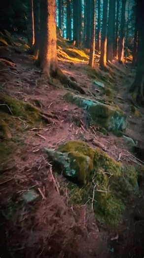 A wonderful walk through the Norwegian forest #norge #wood