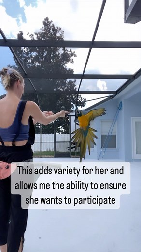 10K views · 287 reactions | Flight training a blue throat macaw #flighttraining #freeflight #freeflightbirds #freeflightparrot #bluethroatedmacaw #birdtricks #parrots #macaw #parrottraining | BirdTricks | Facebook