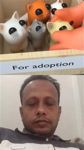 kitty adoption shelter #shorts #shortsfeed #cats #animals