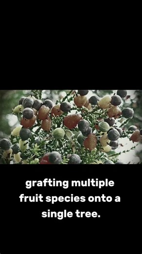 The Tree That Grows Seven Different Fruits