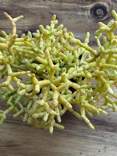 Rhipsalis Cereusculam, Coral Cactus Succulent Plant in 2", 4" Pot - Etsy