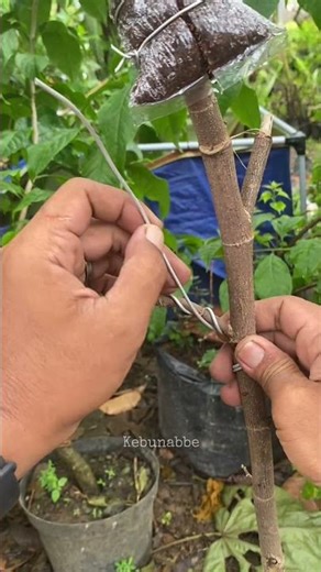Making basic movements of waru bonsai material