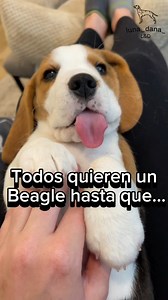 🤭😅¿Y tú, tienes uno? Cuéntanos .... #beagle #perros #dog #cachorros #puppies | Mascotas Felices