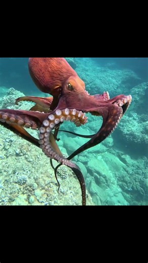 Amazing Octopus Facts You Won’t Believe! 🐙🤯