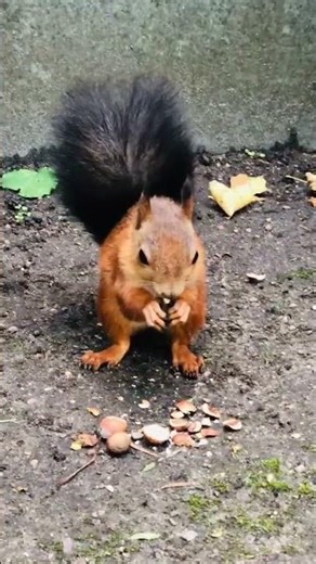 Muscle Squirrel feasting on protein hazelnuts 💪