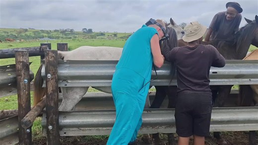 Pregnancy testing mares. Informed breeding is the cornerstone of our work