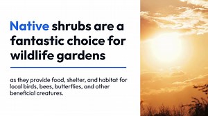 Native Shrubs for Wildlife Gardens