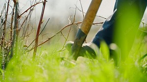 Woman digs a bush in the garden. A woman works in the garden, digging spring soil with a shovel. Legs and spade close up.
