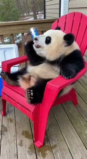 Jab kaam se thak jao, toh bas panda ki tarah chill karo! 🥤🐼"