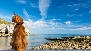 Cat, Ocean, Sea. Free Stock Video