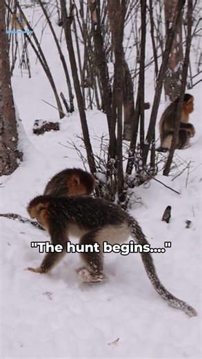 Easter Egg hunt: Monke Edition#shorts#egghunt