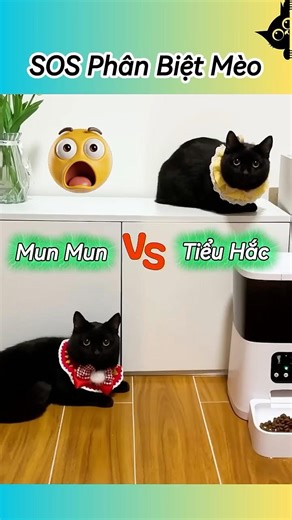 🆘 Phân Biệt Mèo Mun 🆚 Tiểu Hắc | Super Méo #thúcưng #shorts #funny #pets #cat #cute