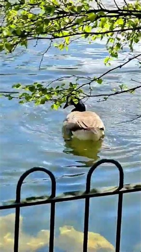#geese #geesehonk #goosesound #goosehonking #geese pair honking sounds