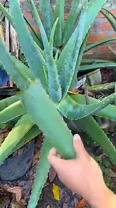 272K views · 1.4K reactions | #usareels #Congo #kenya #saudemental #Zambia #Mozambique #saude #Usar #mozambiqu #eels | Mzee Peter | Facebook