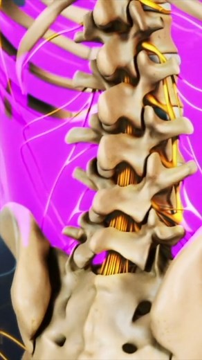 10K views · 139 reactions | The lumbar spine, or lower back, consists of five vertebrae labeled L1 through L5. Learn all about lumbar spine anatomy on Spine-health. | Spine-health | Facebook