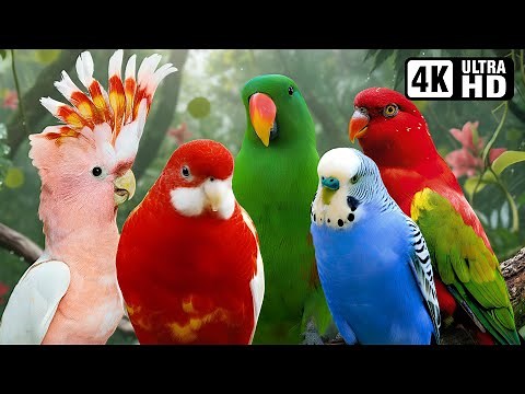 DISCOVER THE MOST BEAUTIFUL PARROTS OF AUSTRALIA | LEARN PARROT NAMES | RELAXING & HEALING SOUNDS🌿🦜