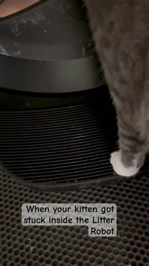When your kitten climb in the litter robot drawer and got stuck inside