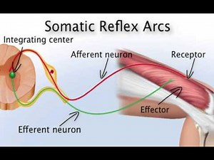 Chapter 13 Somatic Reflex Arc