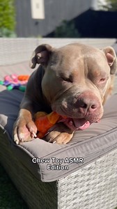 When they’re a 10 but make these noises when they chew. The toughest dog toys @happystaffyco Code: LULUANDTUKTUK #happystaffyco #dogs #puppy #dog #americanbully #staffy #dogtoy #funnydog #dogchew #dogsofinstagram | Lulu & Tuktuk