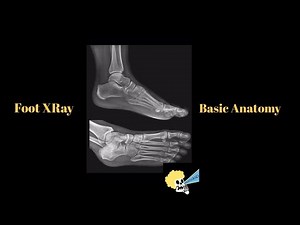 Foot X-Ray Basic Anatomy